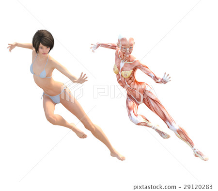 Female dissection muscle 3DCG illustration material 29120283
