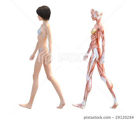 Female dissection muscle 3DCG illustration material 29120284