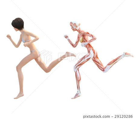 Female dissection muscle 3DCG illustration material 29120286