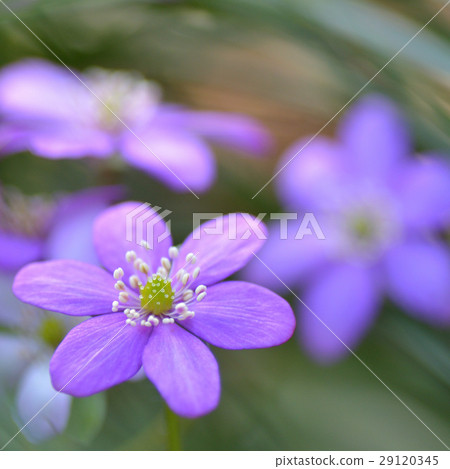 Affiliation 29120345