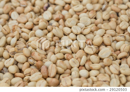 Roasted coffee beans 29120503