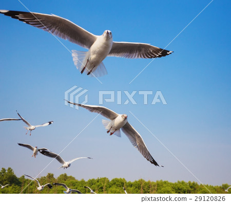 seagull flying with sky at Bangpu, Thailand seagull flying with sky at Bangpu, Thailand 29120826