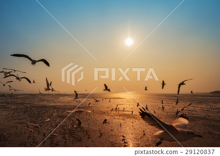Seagull with sunset on the sea at Bangpu, Thailand 29120837