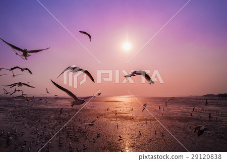Seagull with sunset on the sea at Bangpu, Thailand 29120838