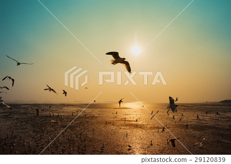 Seagull with sunset on the sea at Bangpu, Thailand Seagull with sunset on the sea at Bangpu, Thailand 29120839