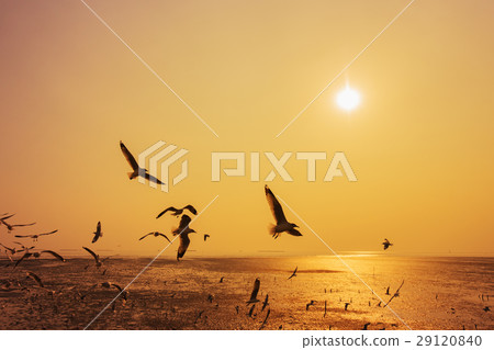 Seagull with sunset on the sea at Bangpu, Thailand Seagull with sunset on the sea at Bangpu, Thailand 29120840
