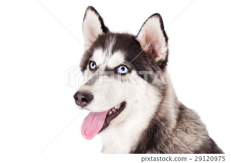 Portrait of Siberian husky on white background 29120975