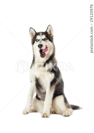 Siberian husky on white background 29120976