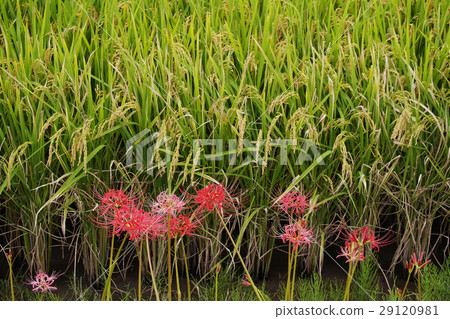 Cluster amaryllis 29120981