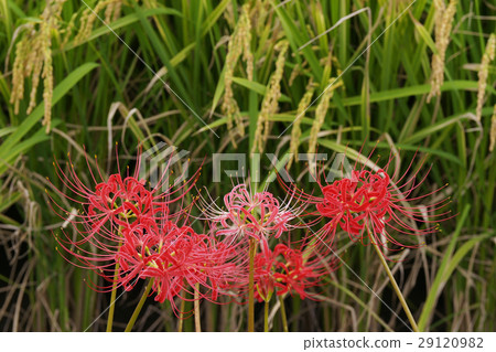 Cluster amaryllis 29120982
