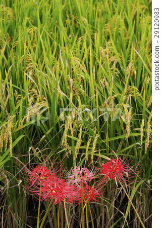 Cluster amaryllis 29120983