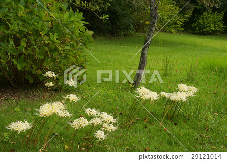 群集孤挺花 群集孤挺花 29121014