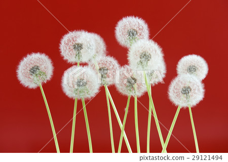 Dandelion flower on color background 29121494
