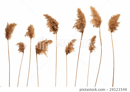 Reed in white background Reed in white background 29121549