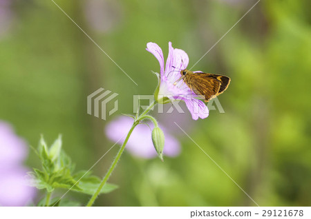 Kimadaraseseri 29121678