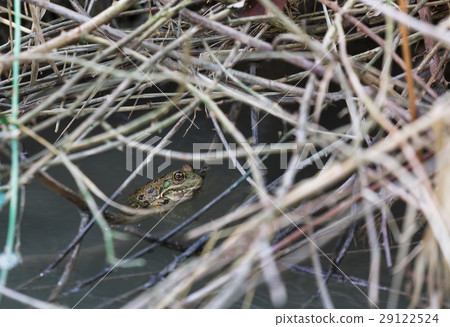 Portrait of a frog 29122524