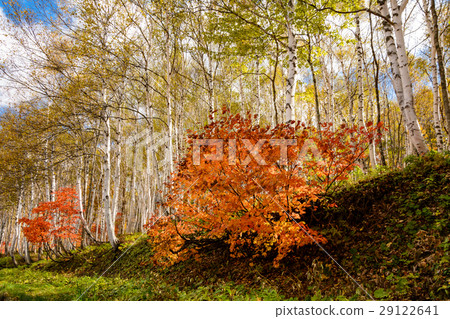 White birch forest of Okushiga 29122641