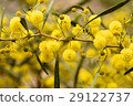 Close up of yellow acacia tree on the nature 29122737