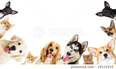 Set of pets peeping out Set of pets peeping out 29122858