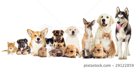 set pets set pets 29122859