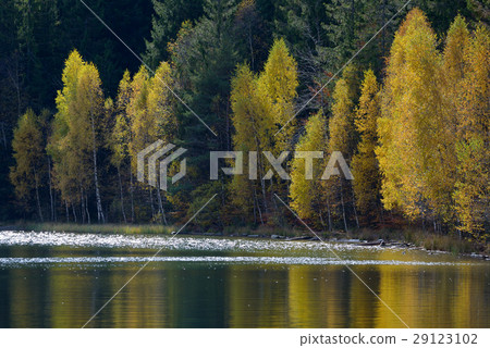 Autumn  with the yellow foliage 29123102