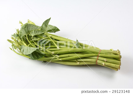 Chinese morning glory on white background. 29123148