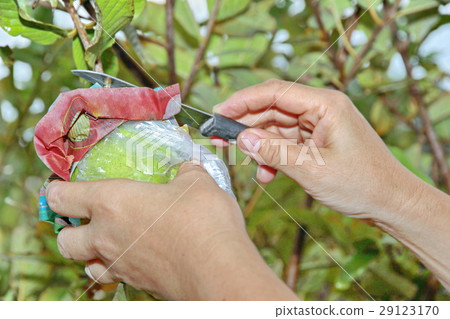 Gardeners cut Guava Kim Ju fruit for pending sale. 29123170