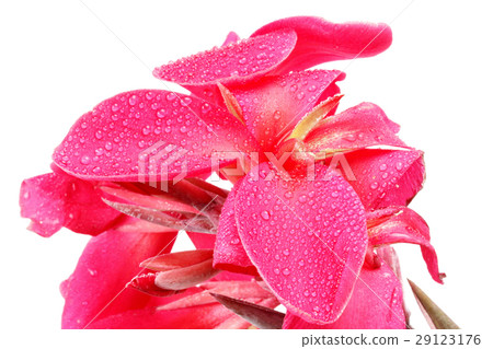 Reddish pink Canna Lily fower with drop of water. 29123176