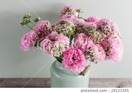 pink persian buttercup flowers. Curly peony pink persian buttercup flowers. Curly peony 29123305