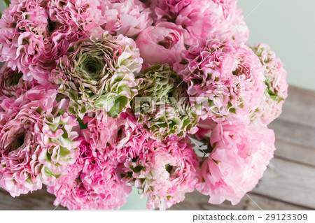 pink persian buttercup flowers. Curly peony pink persian buttercup flowers. Curly peony 29123309