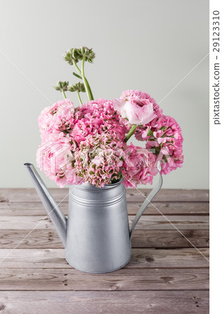 pink persian buttercup flowers. Curly peony 29123310