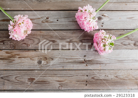 pink persian buttercup flowers. Curly peony 29123318