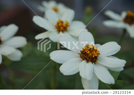竹草 29123334