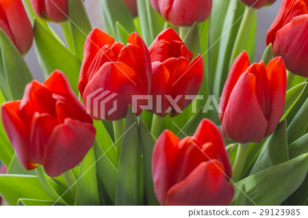 Group of red tulips in the park. Spring landscape. Group of red tulips in the park. Spring landscape. 29123985