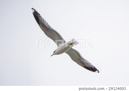 Flying One seagull on the white sky background 29124003