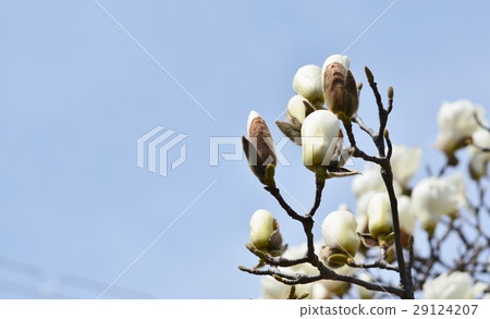 Haku Mokren 29124207