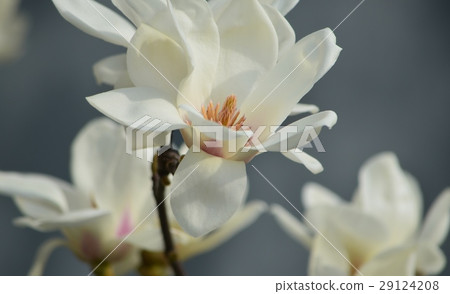 Haku Mokren 29124208