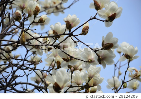 Haku Mokren 29124209