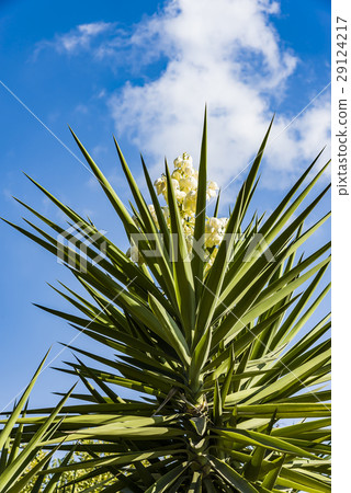 Spanish bayonet tree Latin name Yucca aloifolia Spanish bayonet tree Latin name Yucca aloifolia 29124217