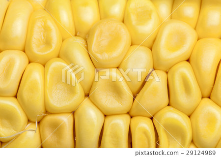 玉米 玉米 29124989