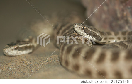 snake. macro 29125196