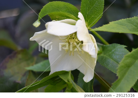 園林花卉 園林花卉 29125316