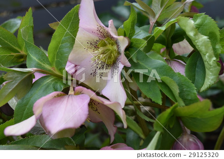 園林花卉 園林花卉 29125320