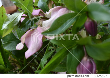 園林花卉 園林花卉 29125323
