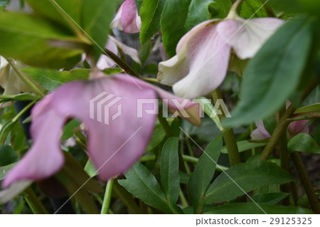 園林花卉 29125325