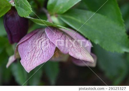 園林花卉 園林花卉 29125327