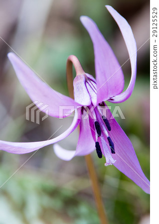 Katakuri花 Katakuri花 29125529