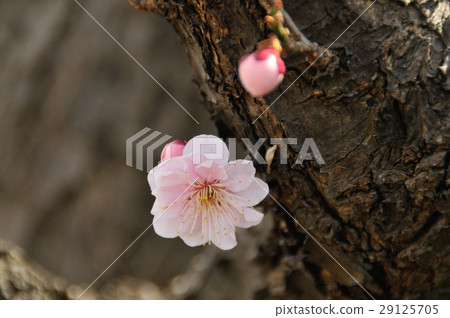 Ume Asahi Peony Ume Asahi Peony 29125705