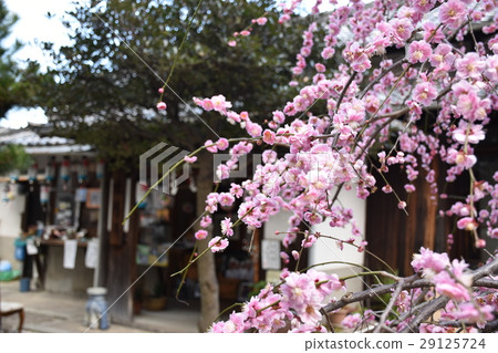 Genjiuro Inari神社的多刺李子 Genjiuro Inari神社的多刺李子 29125724