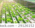 Hydroponics green vegetable farm 29126152